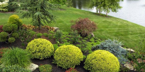 Jak se starat o tuya v zemi - podmínky pro pěstování dřeva